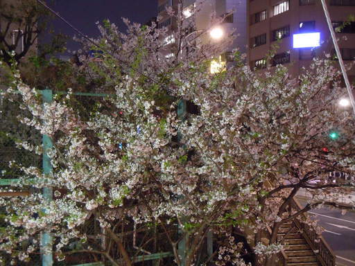 夜桜